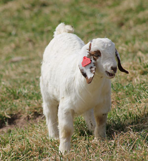 Ladybug Hill Farm--Welcome